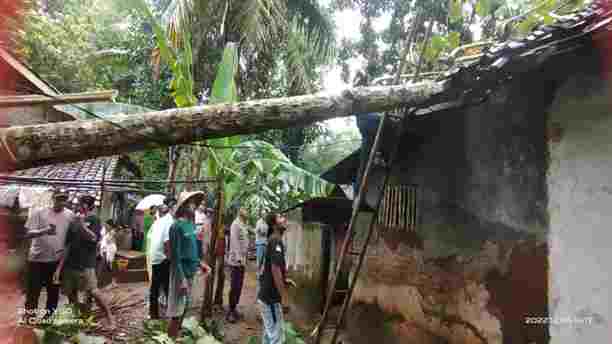 Rumah Lansia Di Pamarican Ciamis Rusak Tertimpa Pohon Tumbang