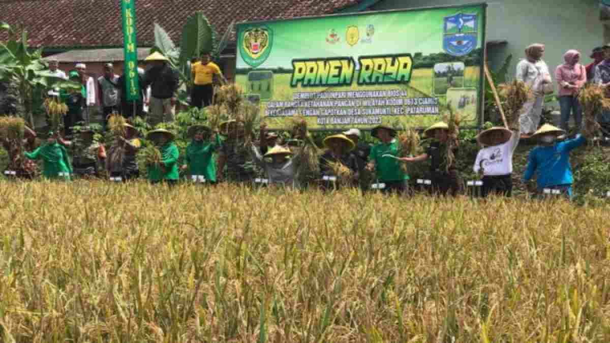 Kodim Ciamis Dan Pemkot Banjar Panen Raya Padi Cegah Krisis Pangan