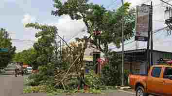 Antisipasi Tumbang, BPBD Kolaborasi dengan DPRKPLH Ciamis Pangkas Pohon Pinggir Jalan
