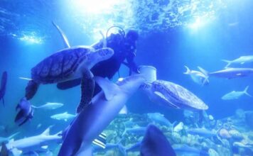 Wagub Jabar Tinjau Aquarium Indonesia Pangandaran, Wisata Edukasi Biota Laut
