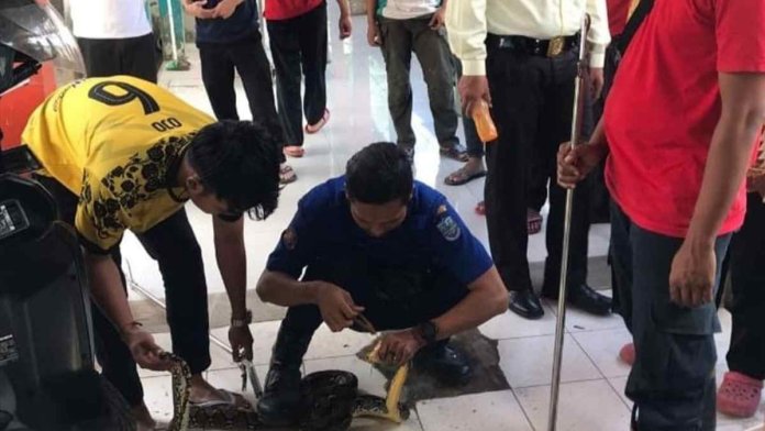 Ular Sanca Sepanjang 2 Meter Ditemukan di Atap RSUD Kota Banjar