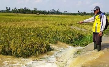 Sungai Citanduy Meluap, Puluhan Petani di Pangandaran Terancam Gagal Panen